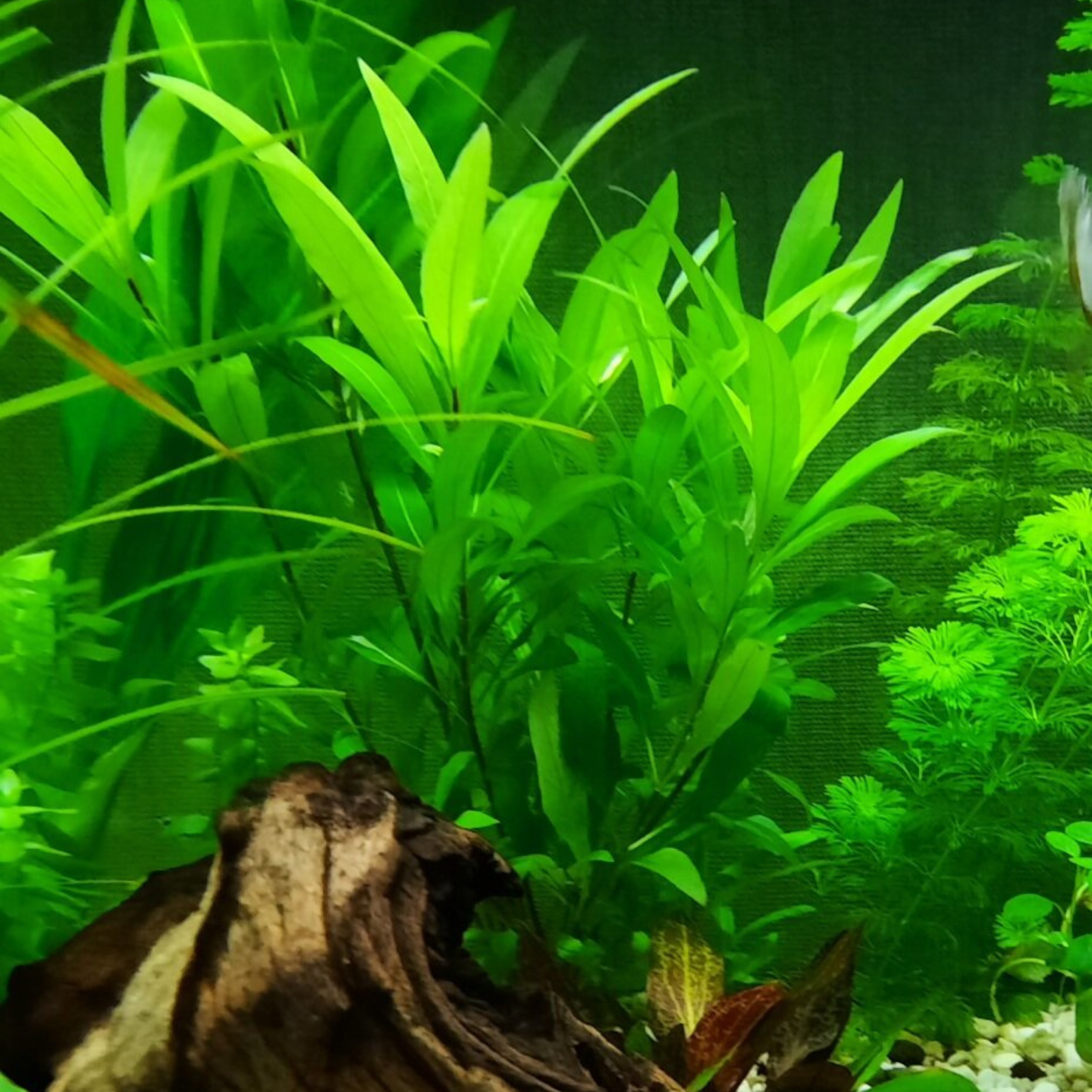 MRWP Hygrophila Corymbosa Aquarium Live Plant - view 2
