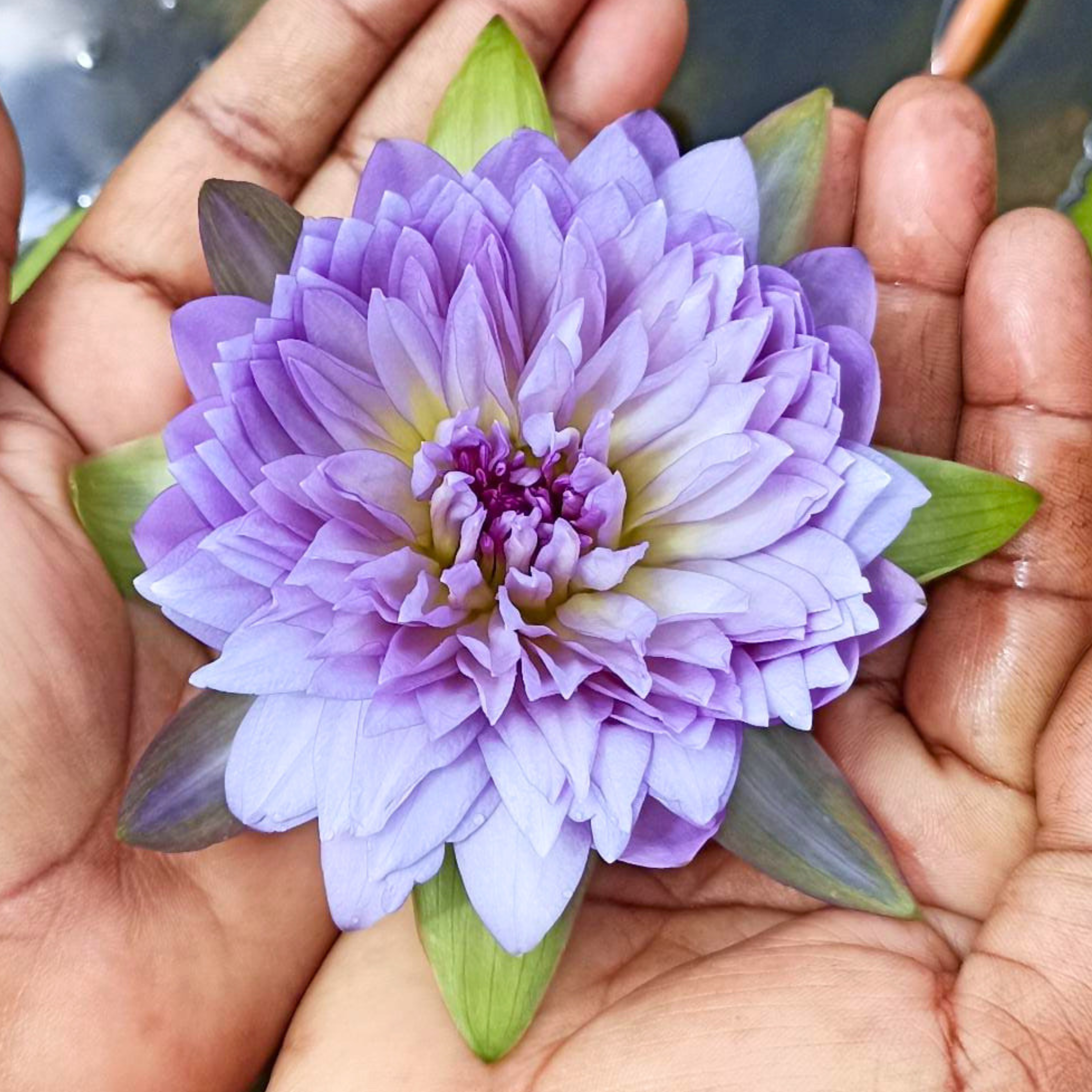 DZ Nymphaea Udumbaramee