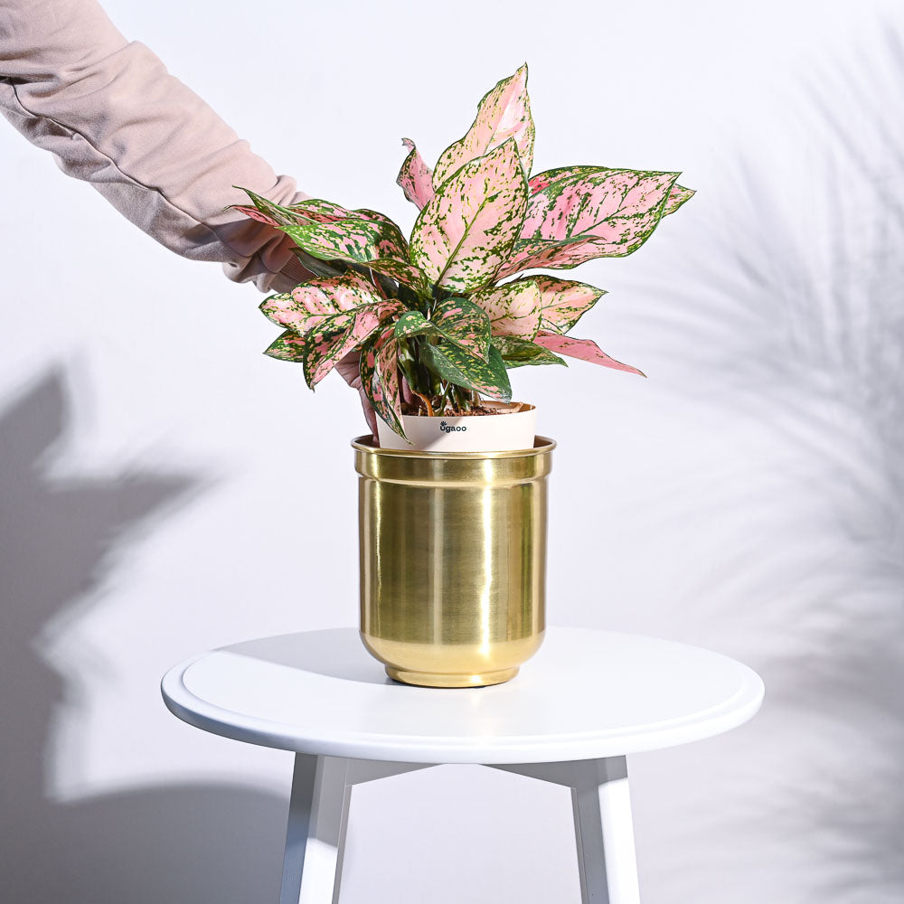 Ugaoo Aurelian Cylindrical Planter - view 7
