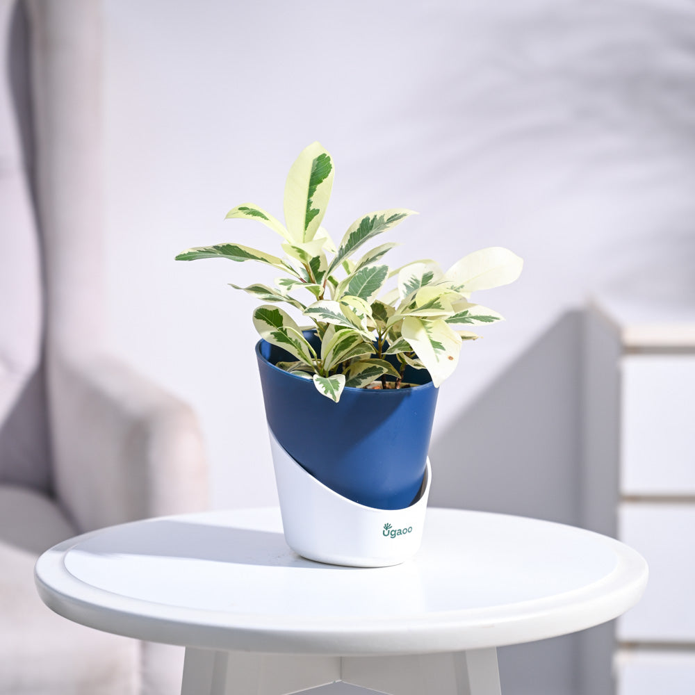 Ugaoo Ficus Prestige Plant - view 107