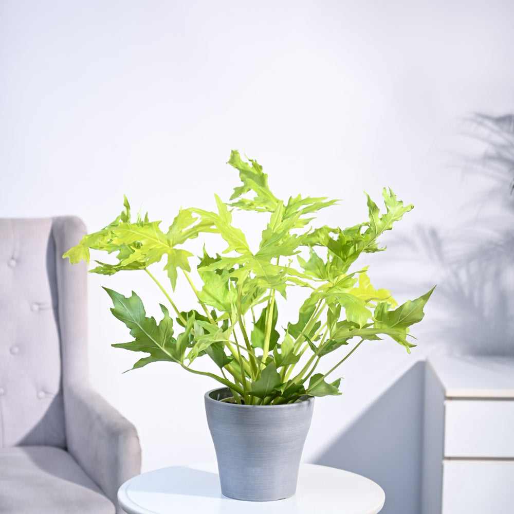 Ugaoo Philodendron Selloum Golden Plant