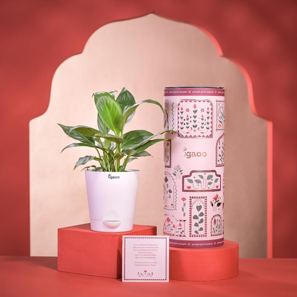 Ugaoo Peace Lily Plant Diwali Gift with Greeting Card
