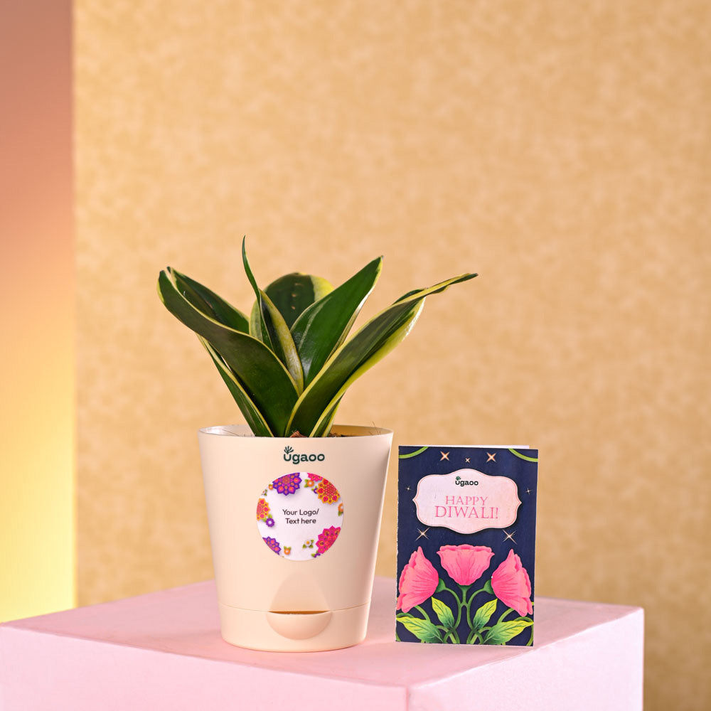 Ugaoo Snake Plant - Golden Hahnii Diwali Gift - view 2