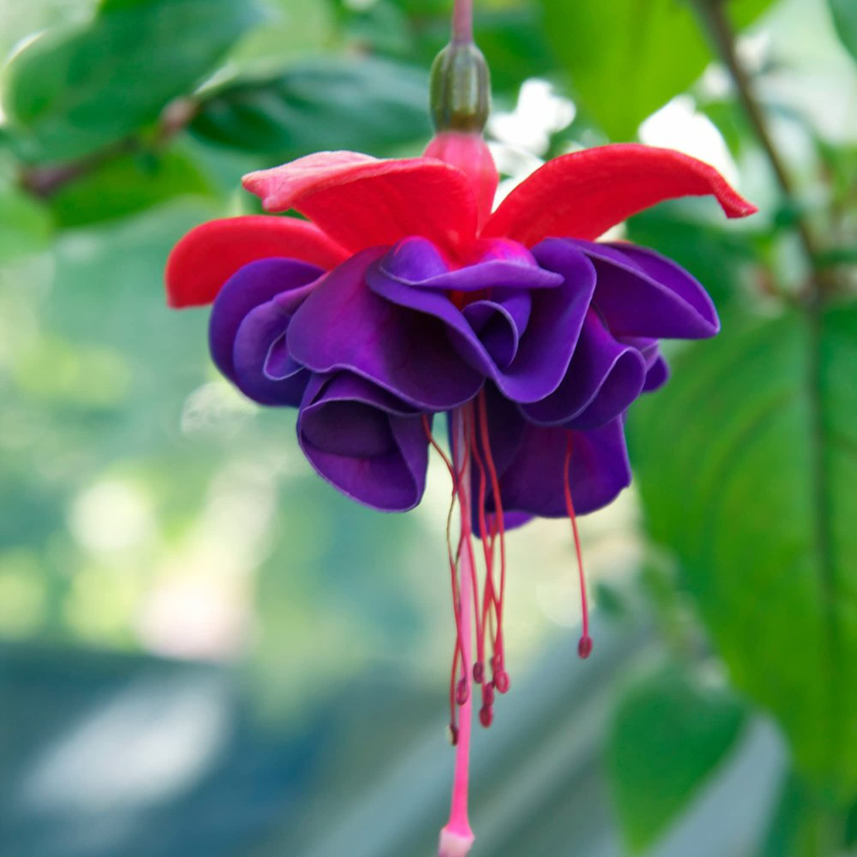 MR Fuchsia Purple (Fuchsia magellanica) Rare All Time Flowering Live Plant - view 3