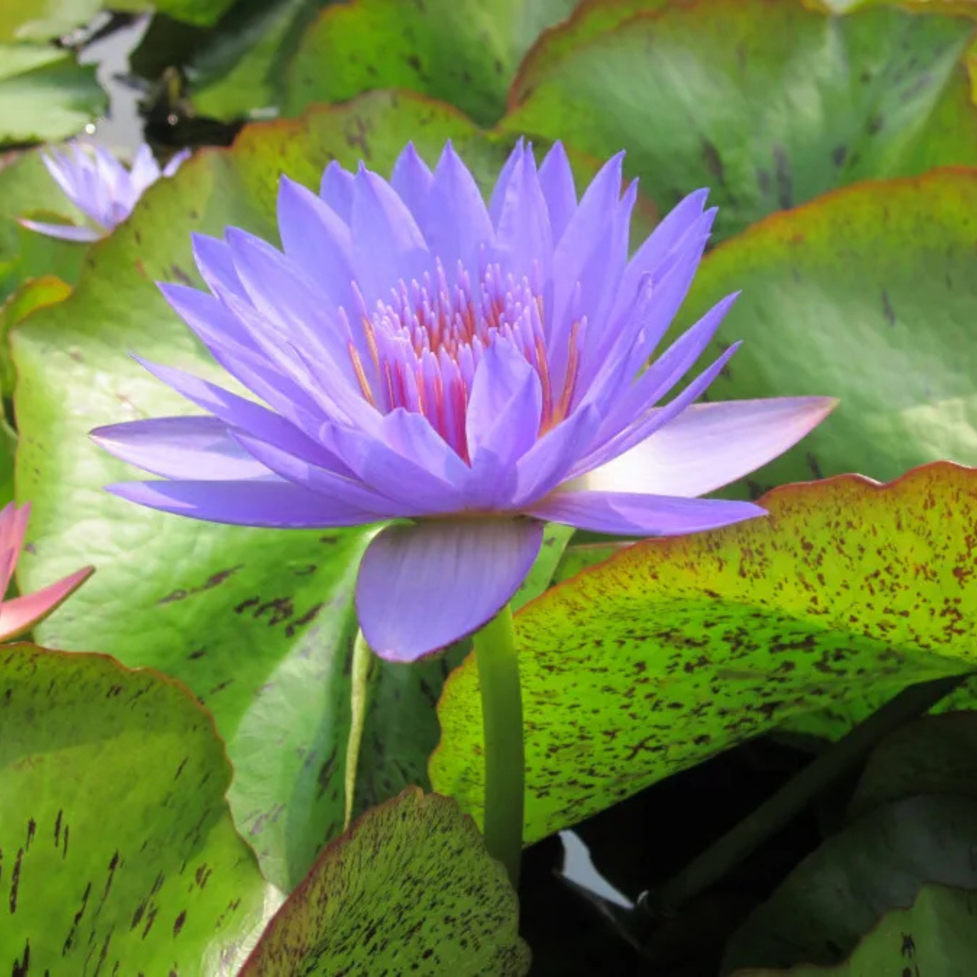 DZ Nymphaea Laura Frase - view 4