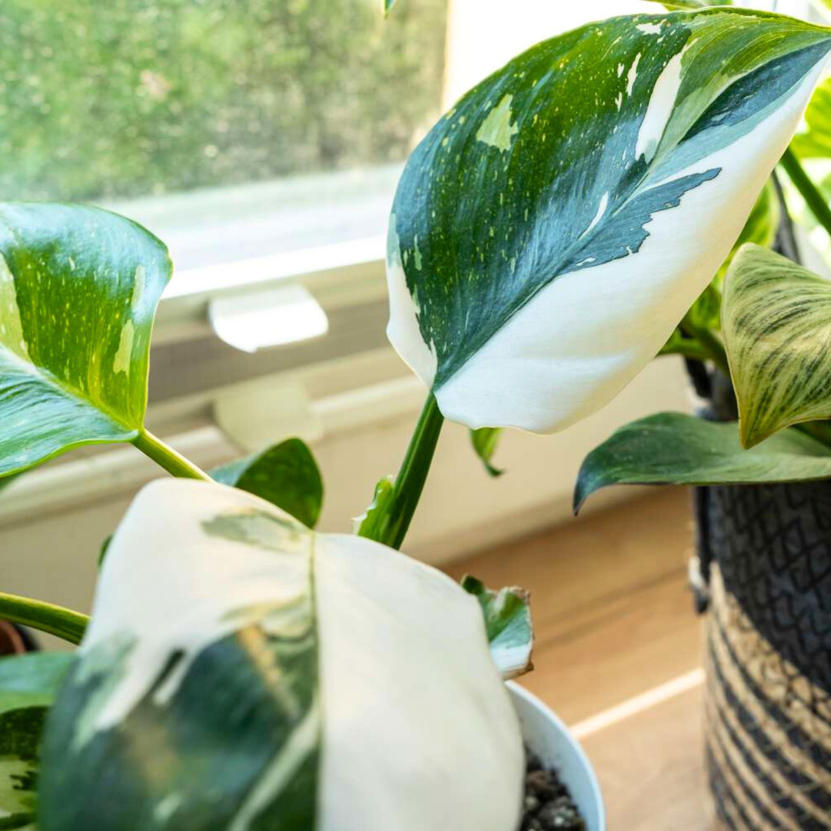 DZ Philodendron White Princess Indoor / Outdoor Live Plant