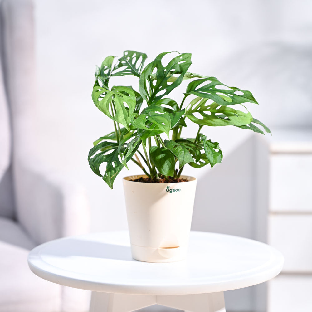 Ugaoo Broken Heart Plant - view 31