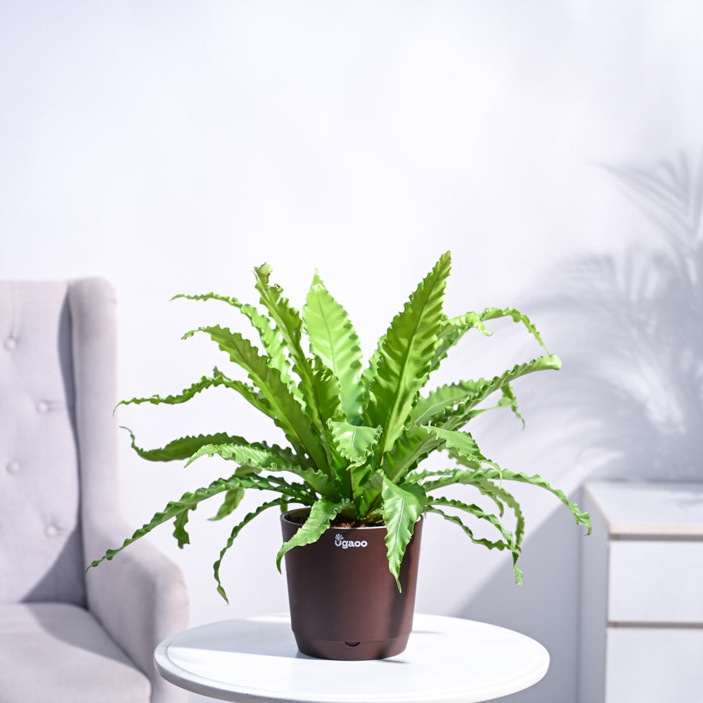 Ugaoo Osaka Bird Nest Fern - view 8