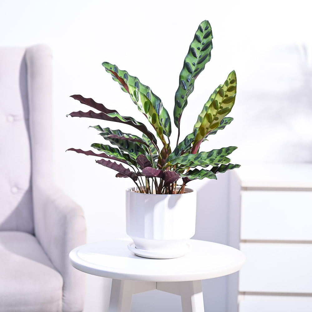 Ugaoo Calathea Rattlesnake Plant - view 91