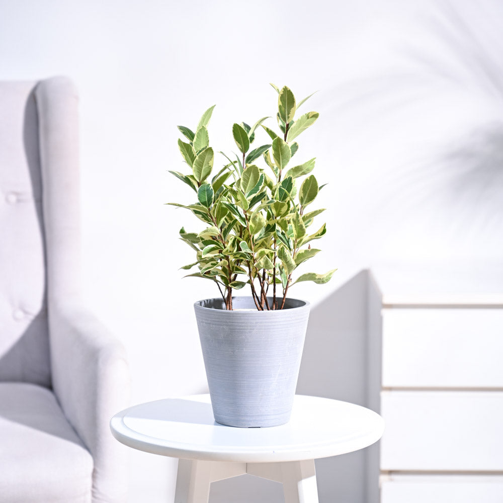 Ugaoo Ficus Prestige Plant - view 5