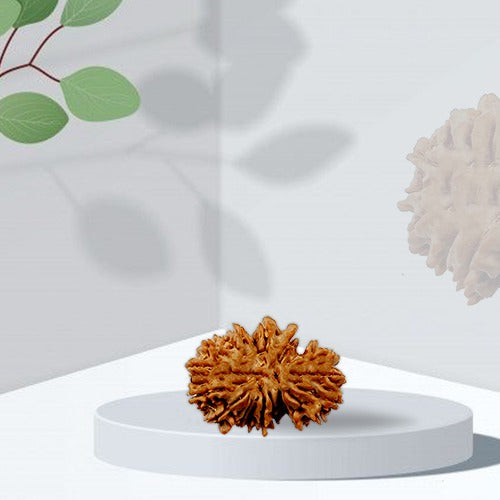 Gemsmantra 21 Mukhi - Rarest Nepal Rudraksha - variant 1