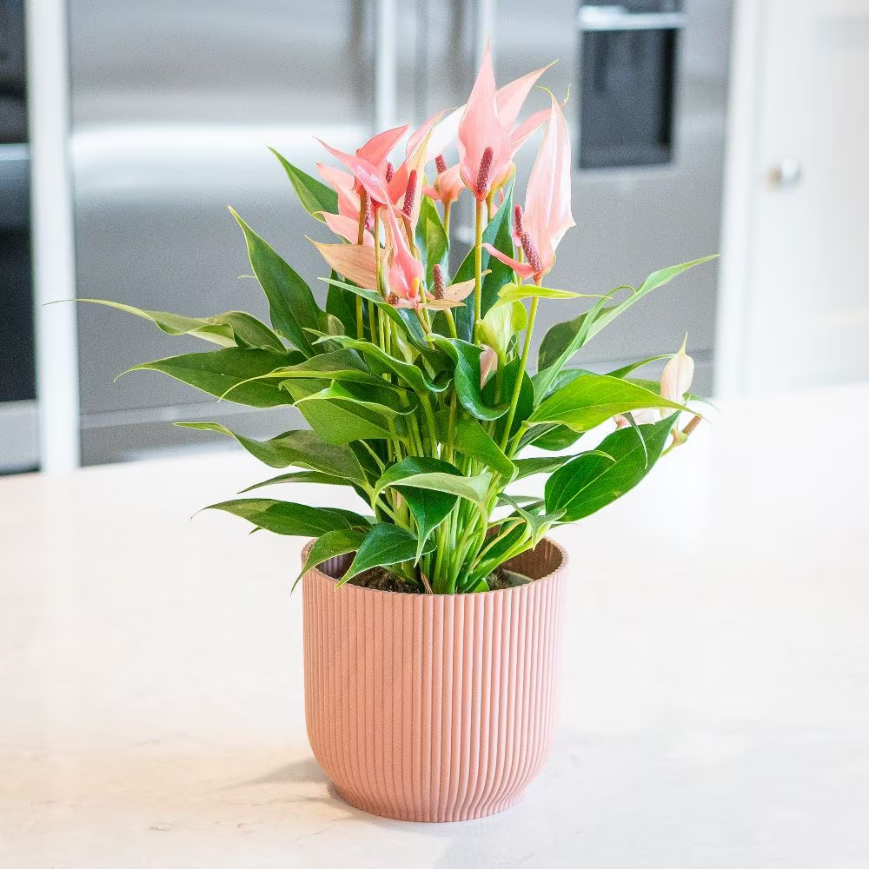 DZ Dwarf Anthurium Champion Lilli Indoor/Outdoor Live Plant - view 2
