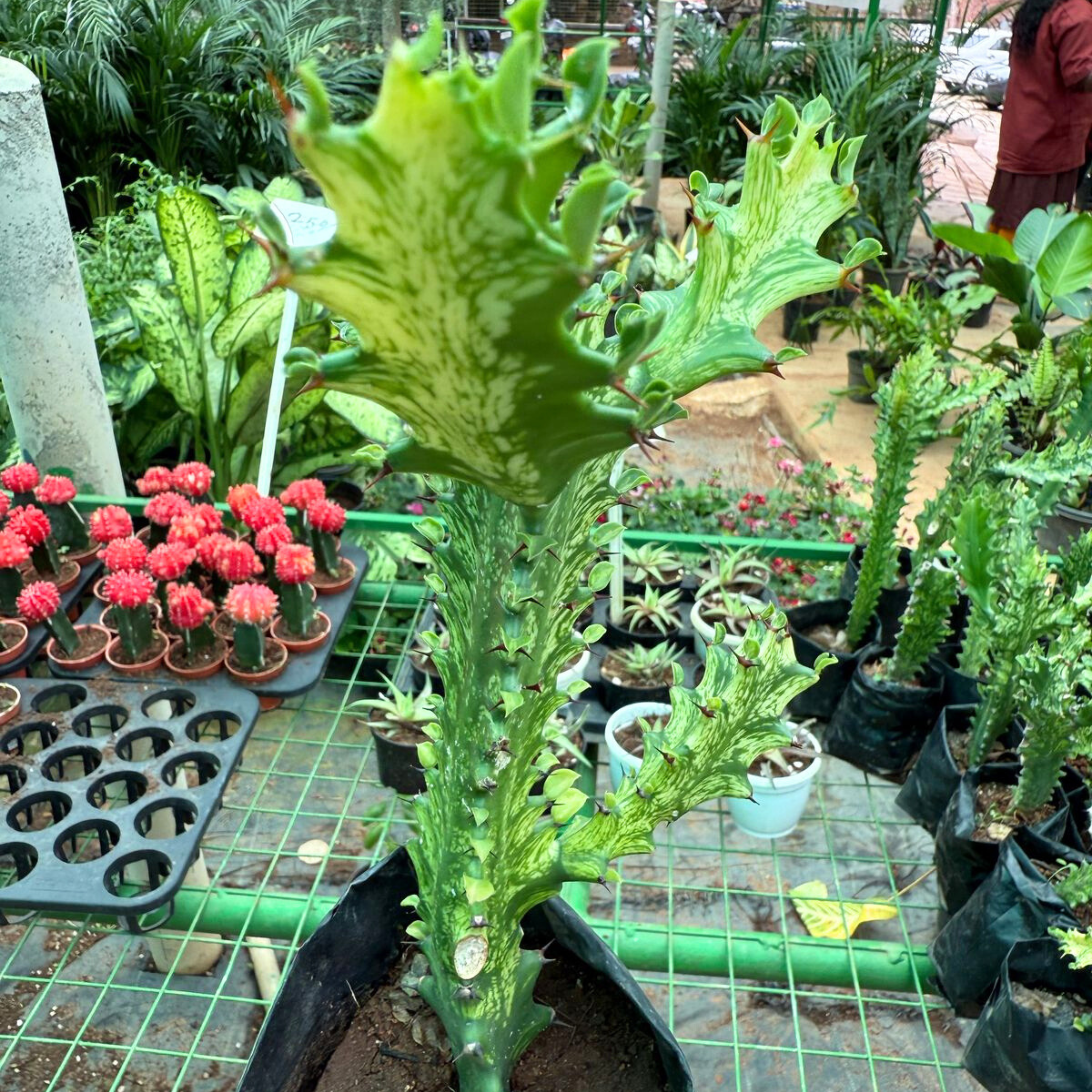MR Euphorbia Lactea Variegated Cactus Live Plant - view 2