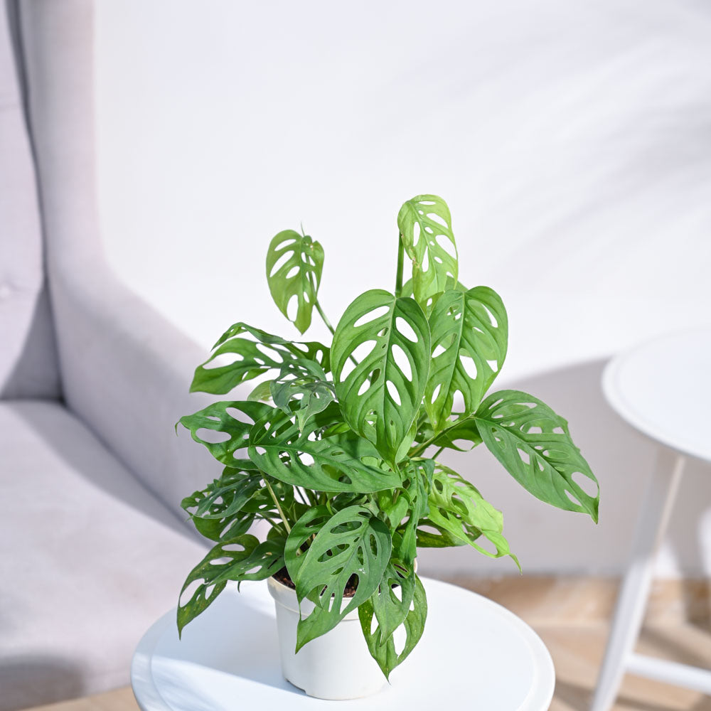 Ugaoo Broken Heart Plant - view 94