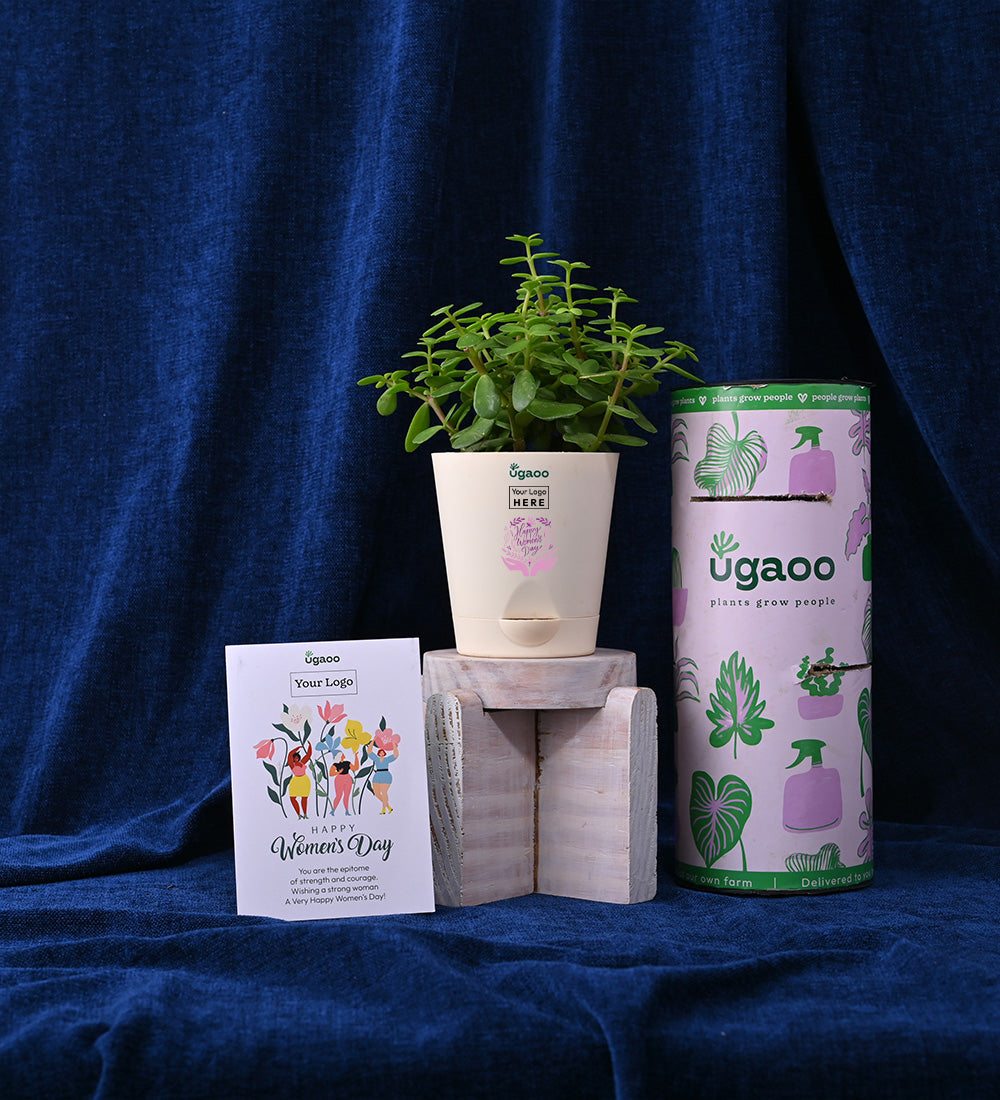 Ugaoo Plant & Crisps For Women's Day - view 2