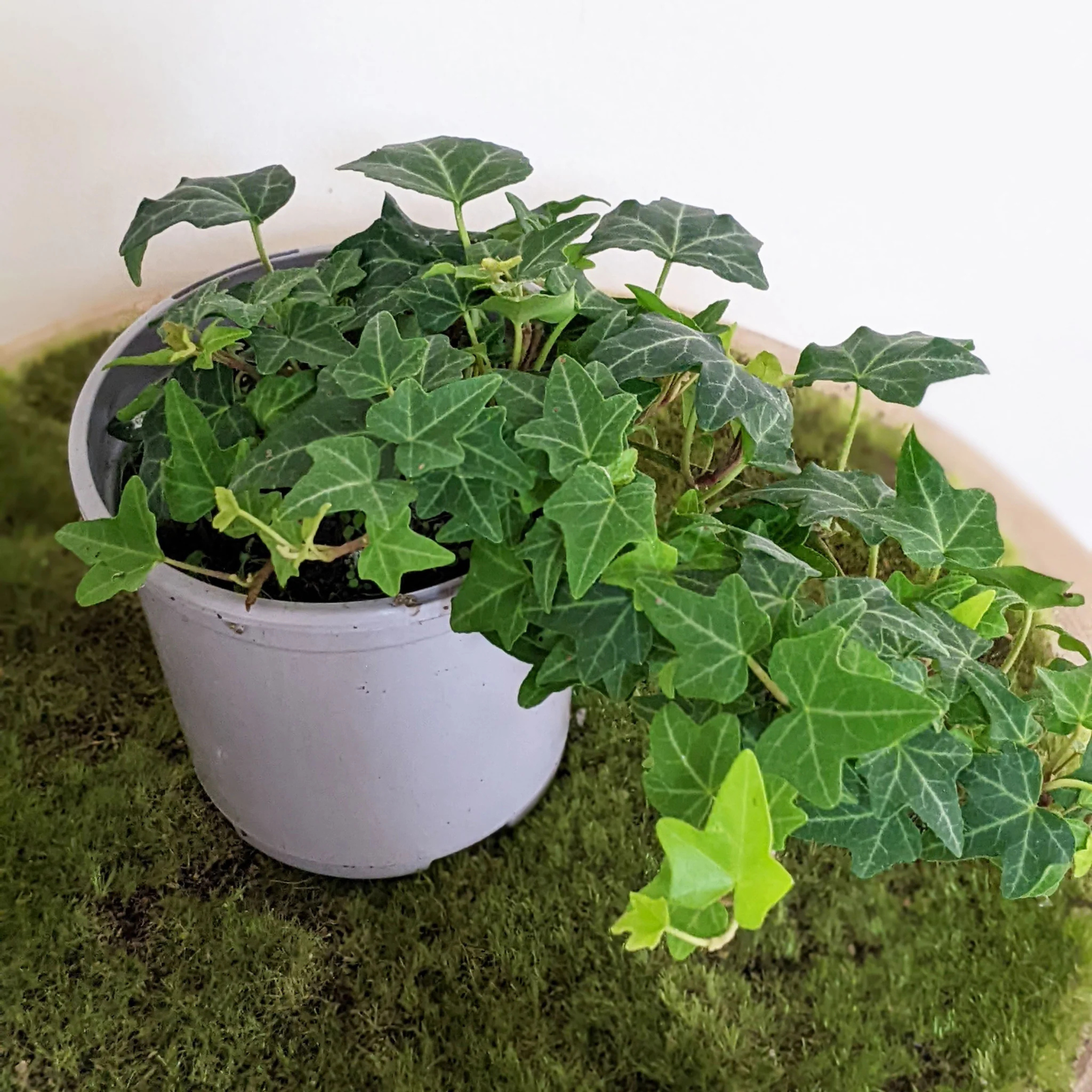 DZ Hedera Helix (English Ivy) Indoor / Outdoor Live Plant