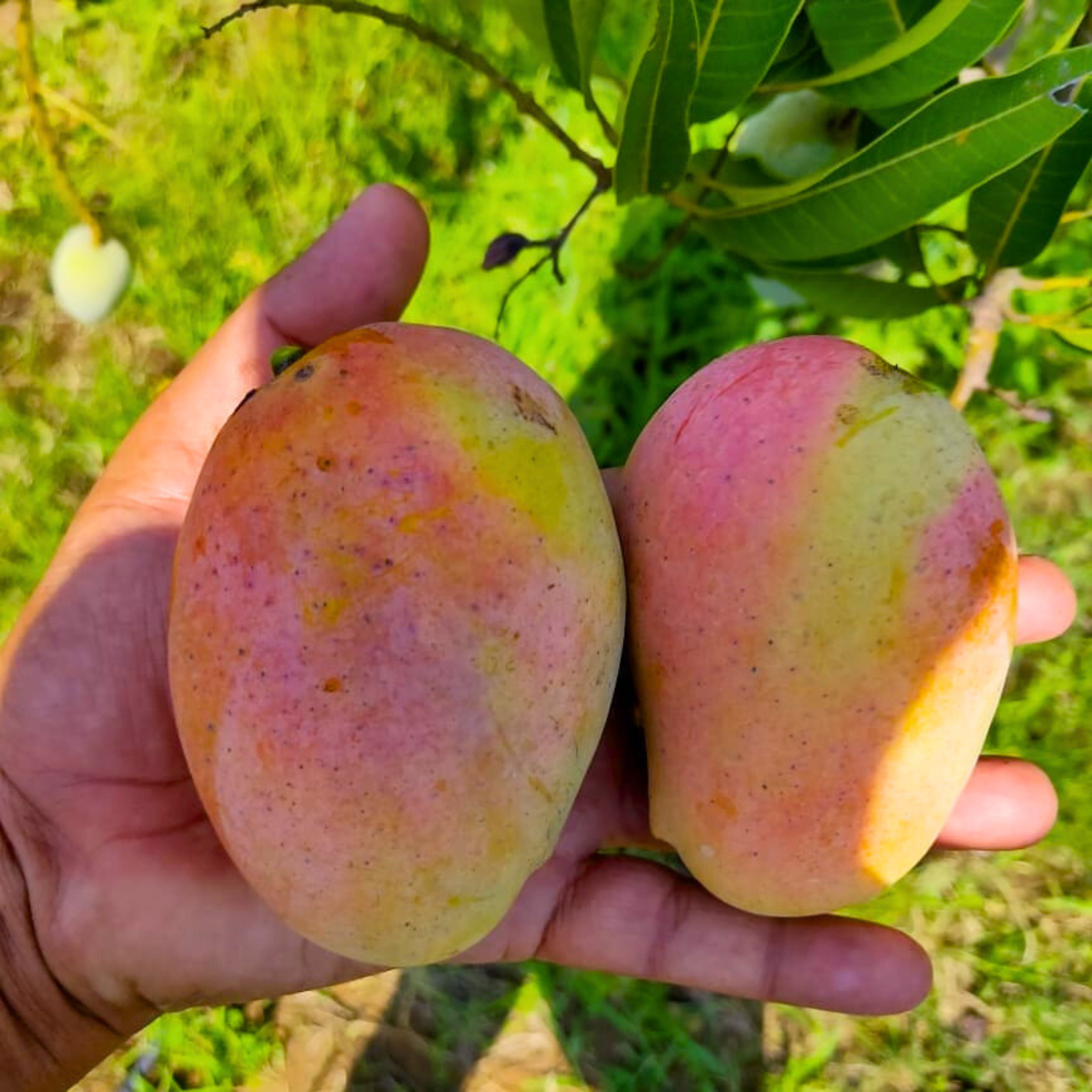VL Arka Neelachal Kesari Mango Grafted Live Plant - view 2