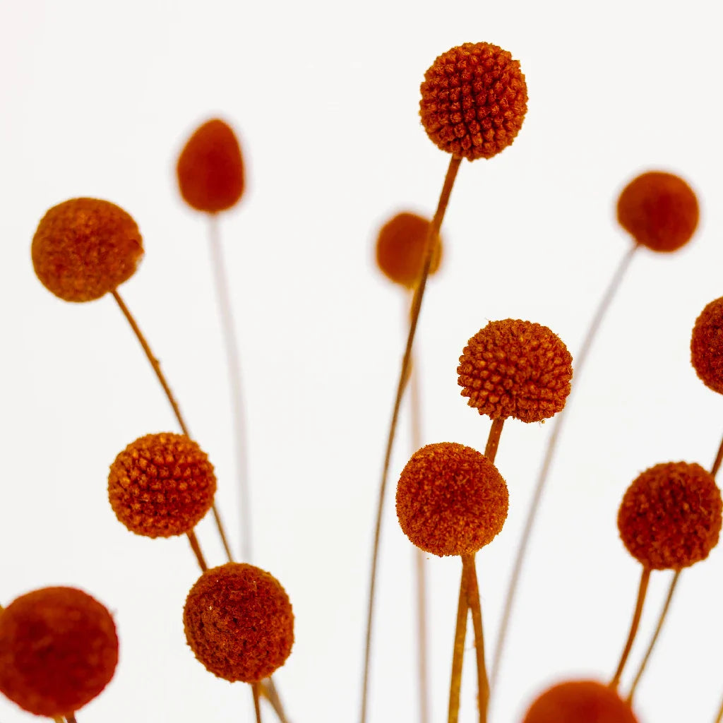 FiftyFlowers Rust Brown Dried Craspedia Billy Balls - view 3