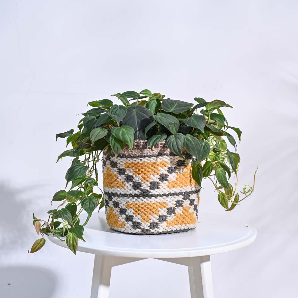 Ugaoo Pahaadi Cotton Planter