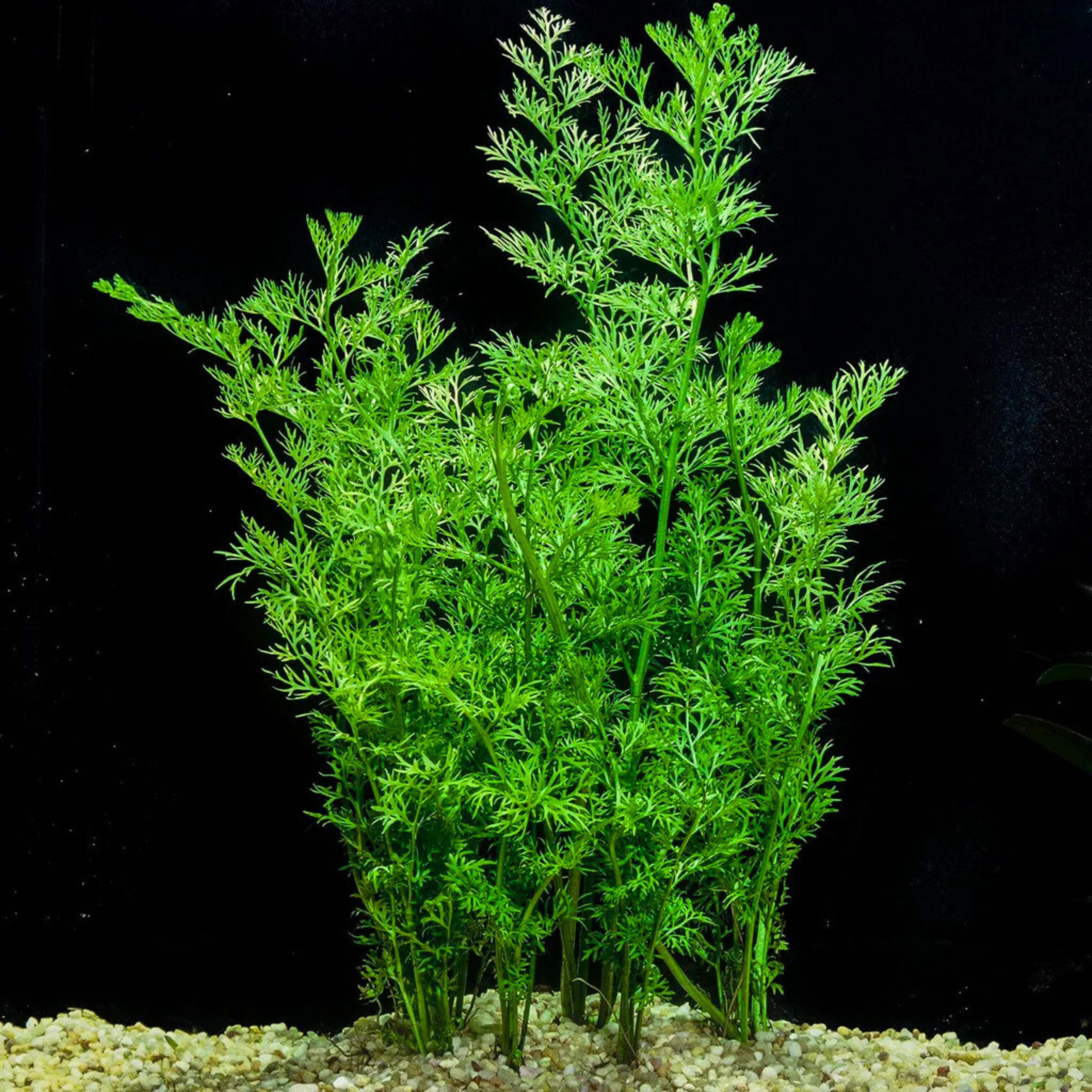 MRWP Oak Fern (Ceratopteris Sp. China) Aquarium Live Plant