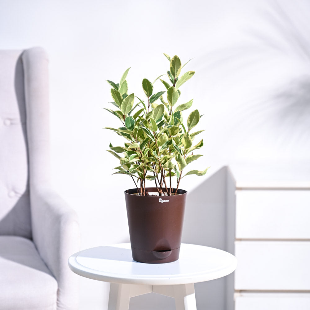 Ugaoo Ficus Prestige Plant - view 8
