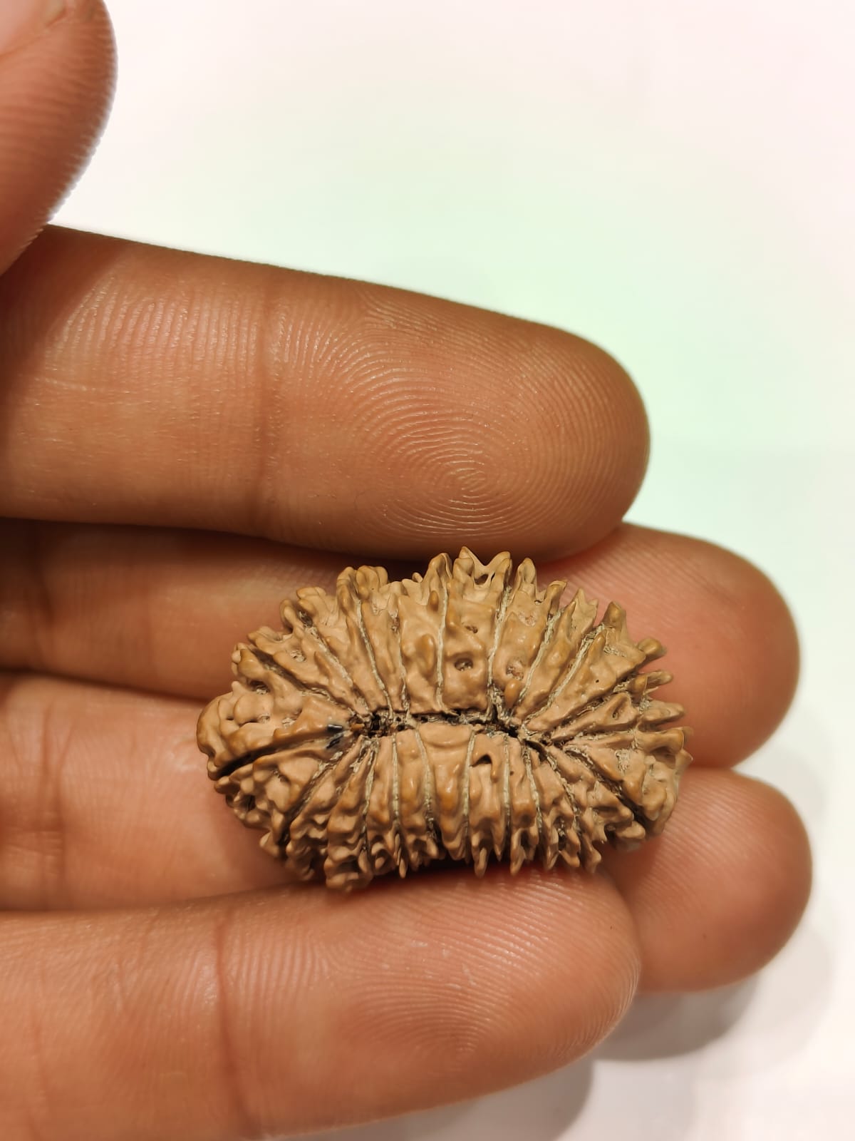 Gemsmantra 21 Mukhi - Rarest Nepal Rudraksha - variant 1 - view 2