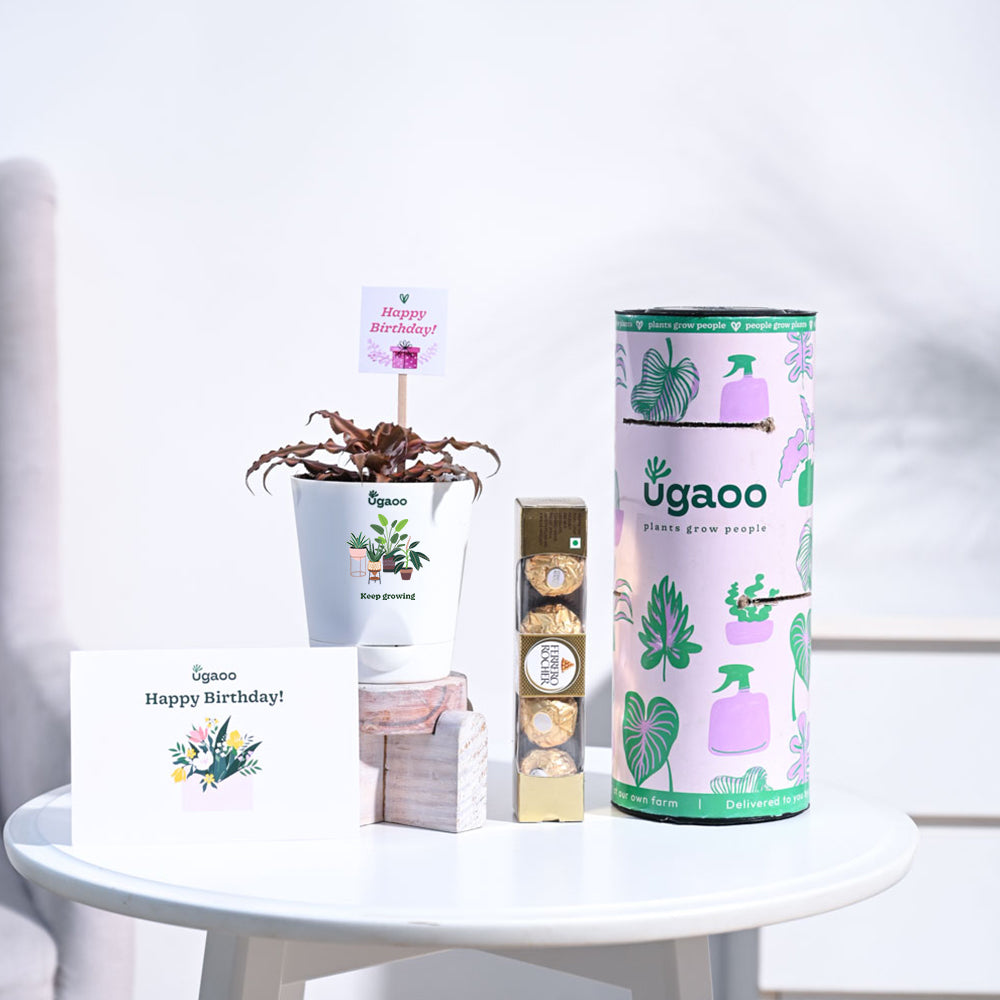 Ugaoo Earth Star Birthday Gift Hamper