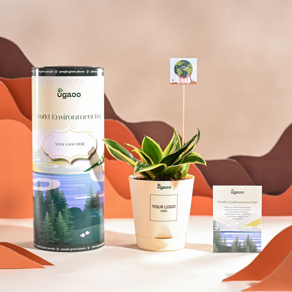 Ugaoo Snake Plant - Golden Hahnii For Environment Day Gifting