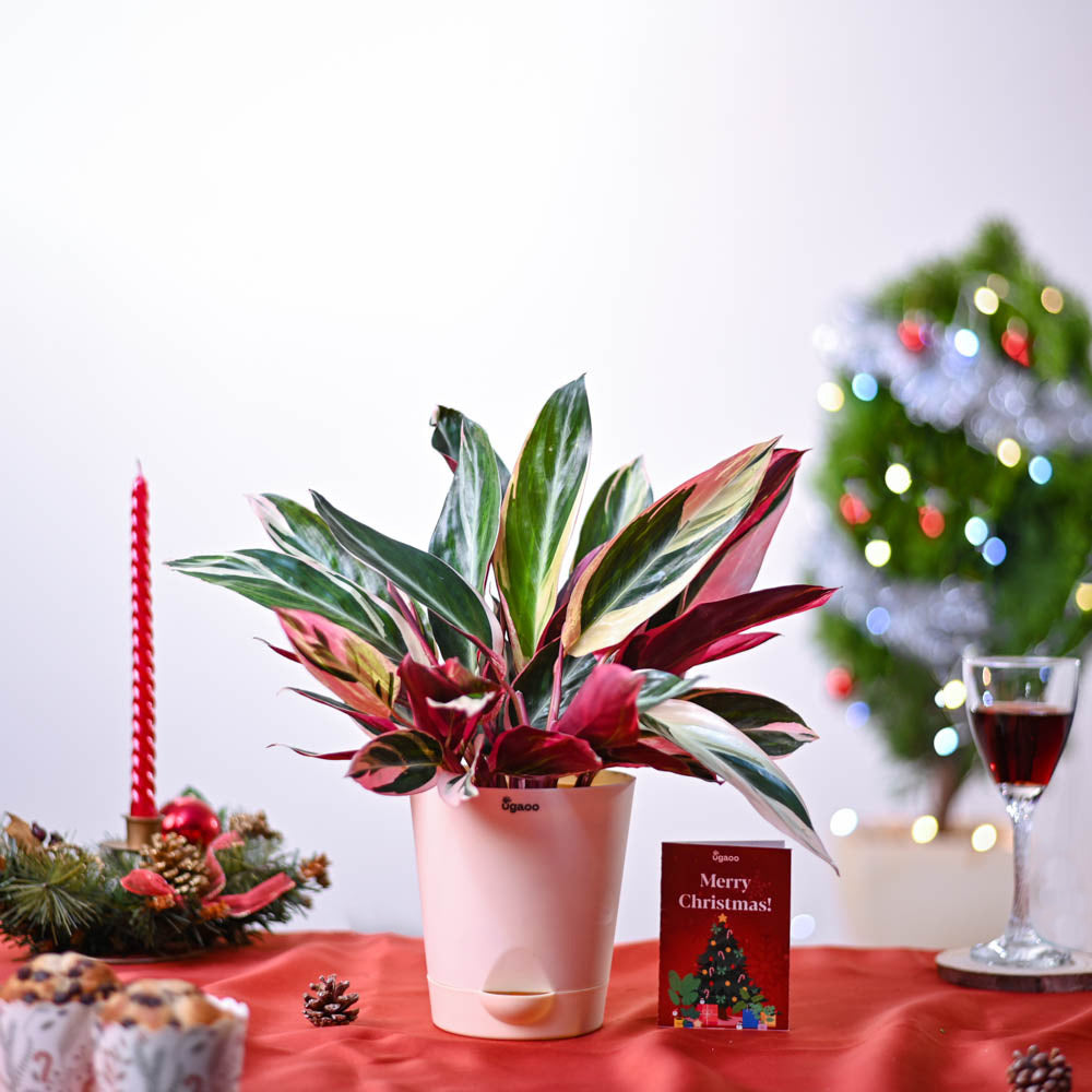 Ugaoo Stromanthe Triostar Plant Christmas Hamper - view 2