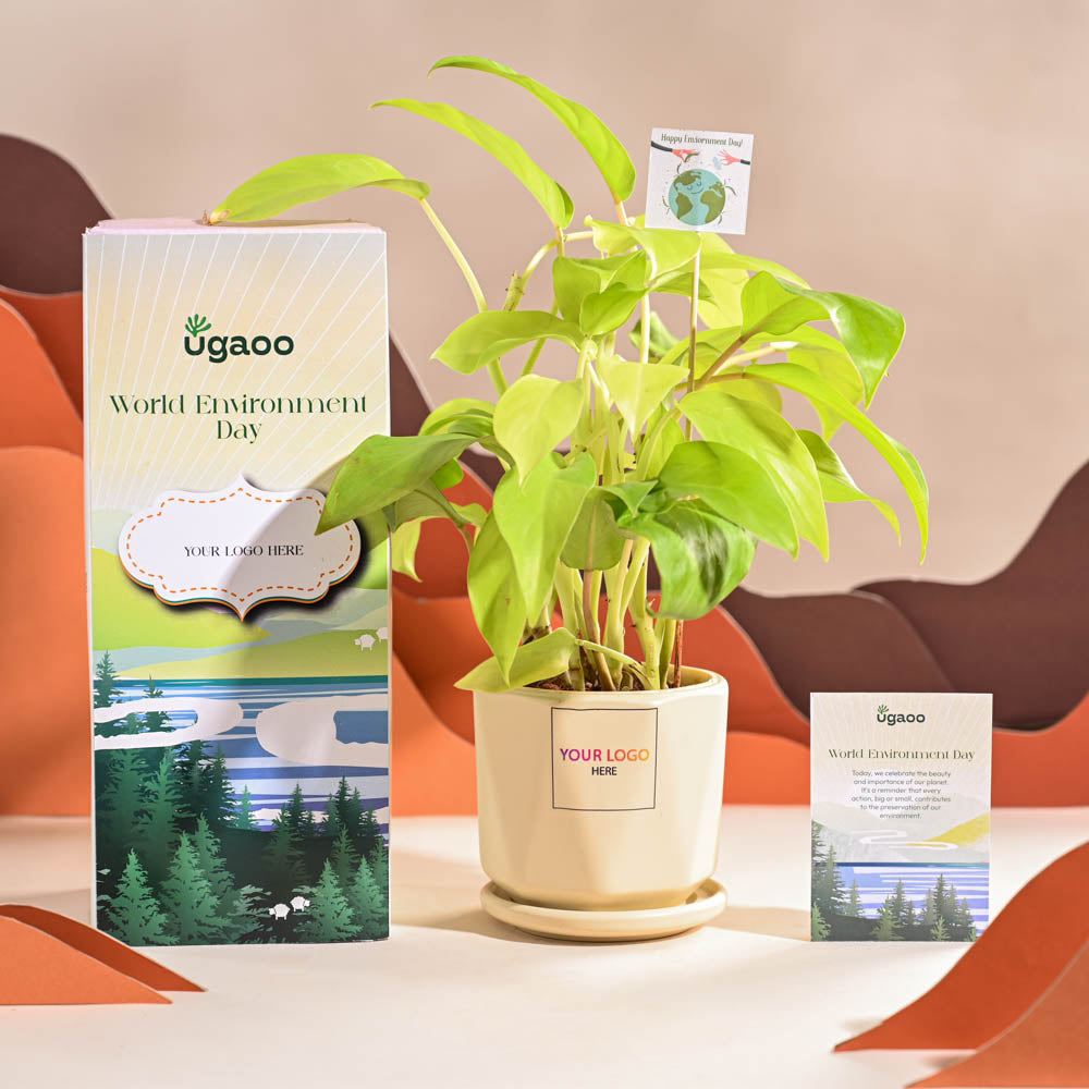 Ugaoo Philodendron Ceylon Golden Plant For Environment Day Gifting - view 61