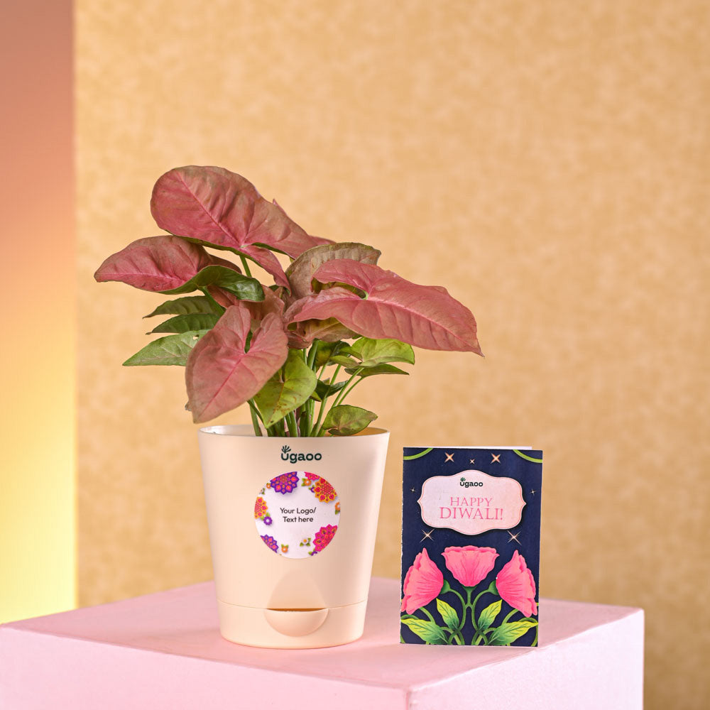 Ugaoo Syngonium Pink Plant Diwali Gift - view 4