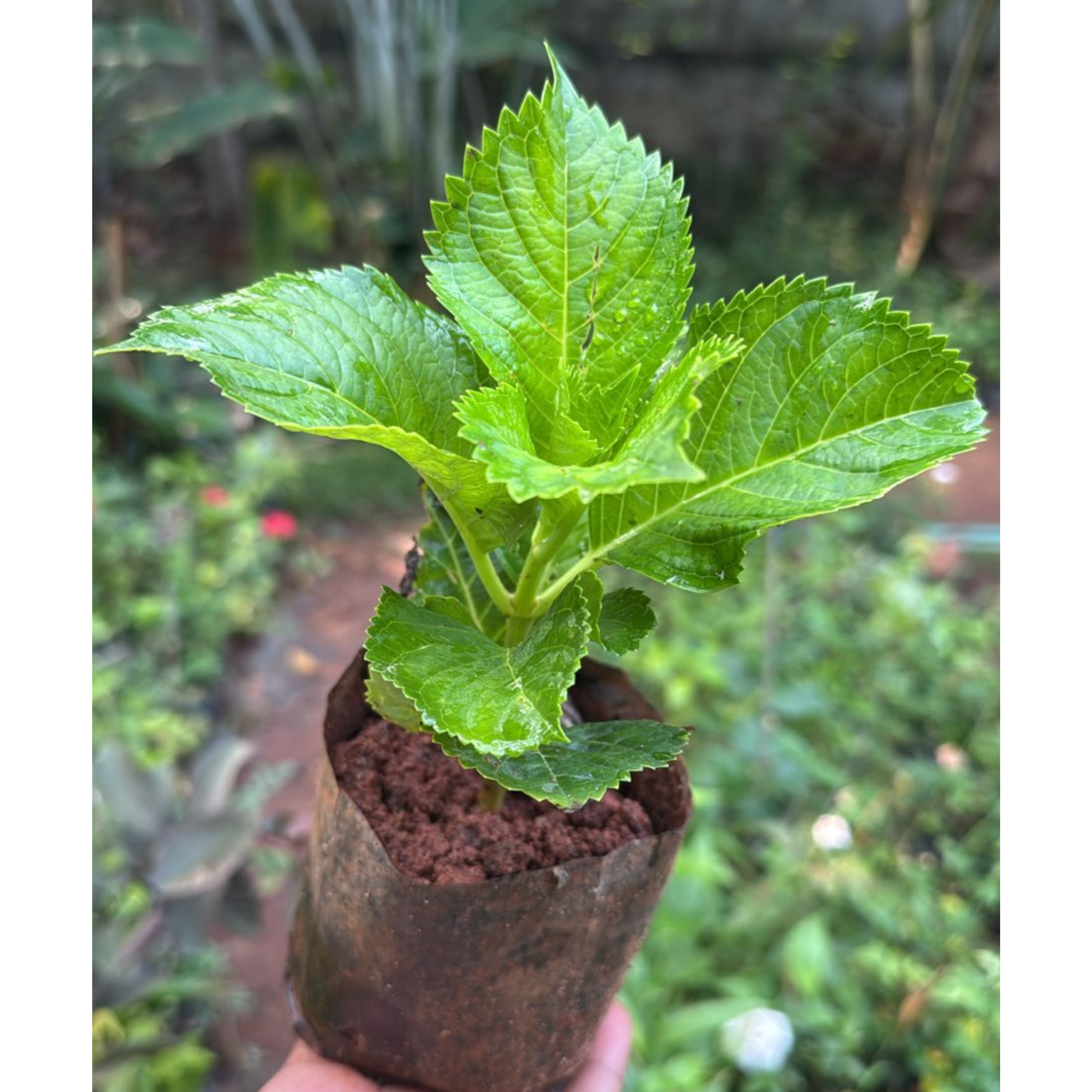 MR Hydrangea Pink (Hydrangea macrophylla) Flowering Live Plant - view 3