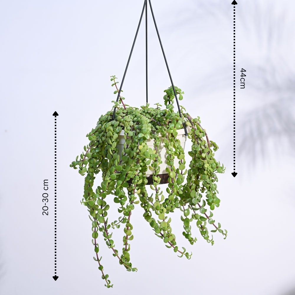 Ugaoo Trailing Jade(Weeping Jade) With Hanging Pot - view 4