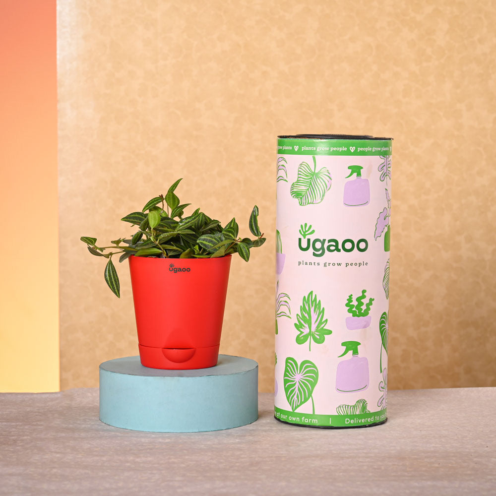 Ugaoo Navratri Celebration Plant Bundle - view 4