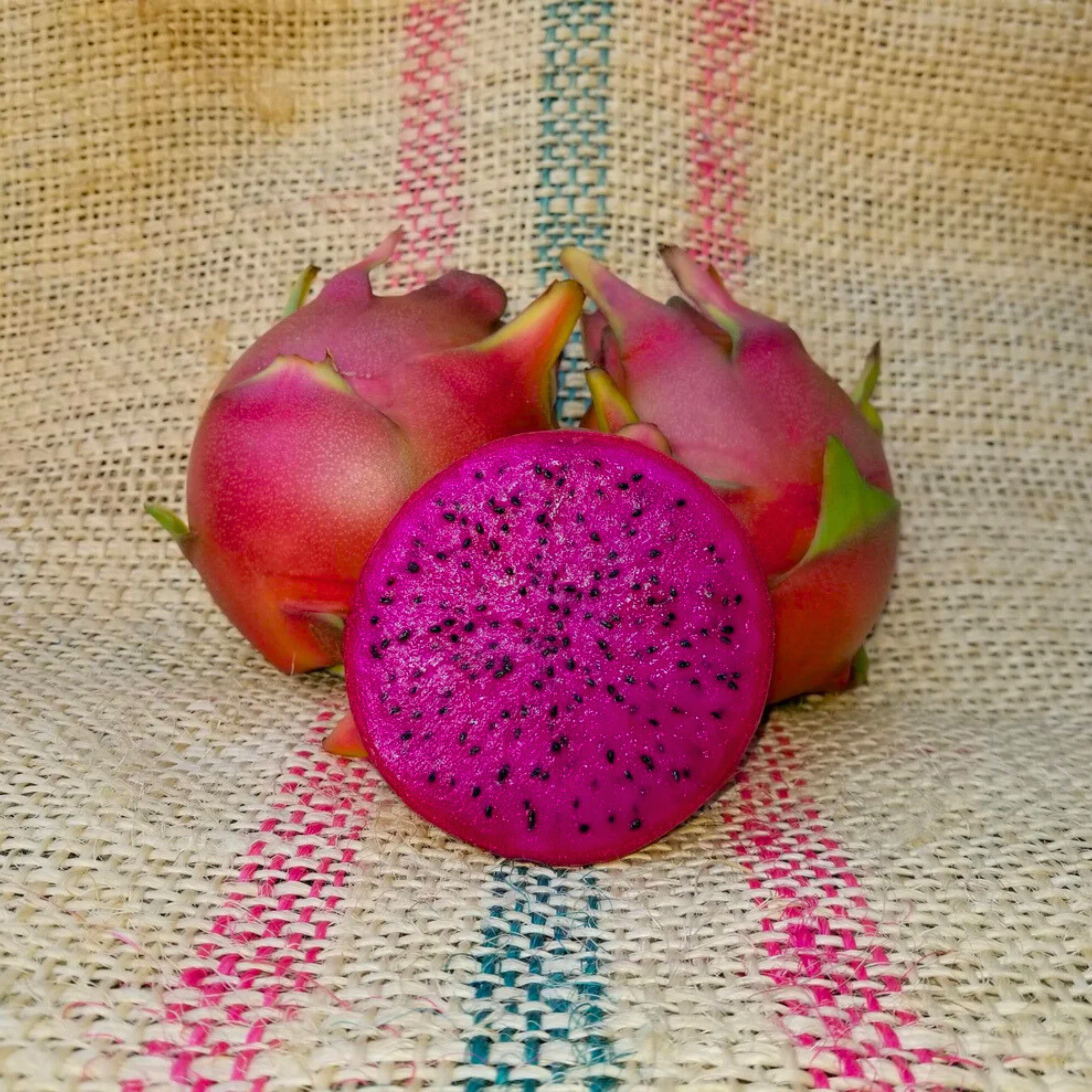 VL Shayna Hybrid Dragon Fruit Live Plant
