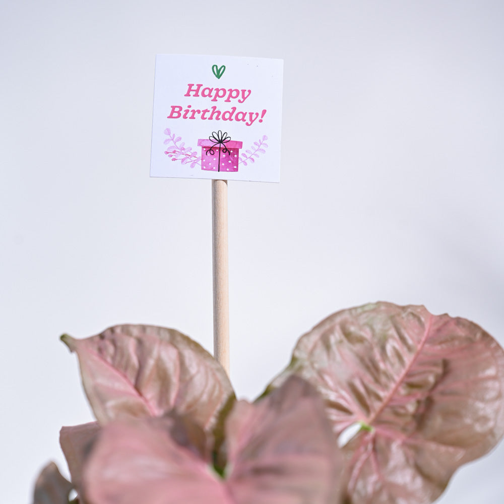 Ugaoo Syngonium Pink Birthday Gift Hamper - view 5