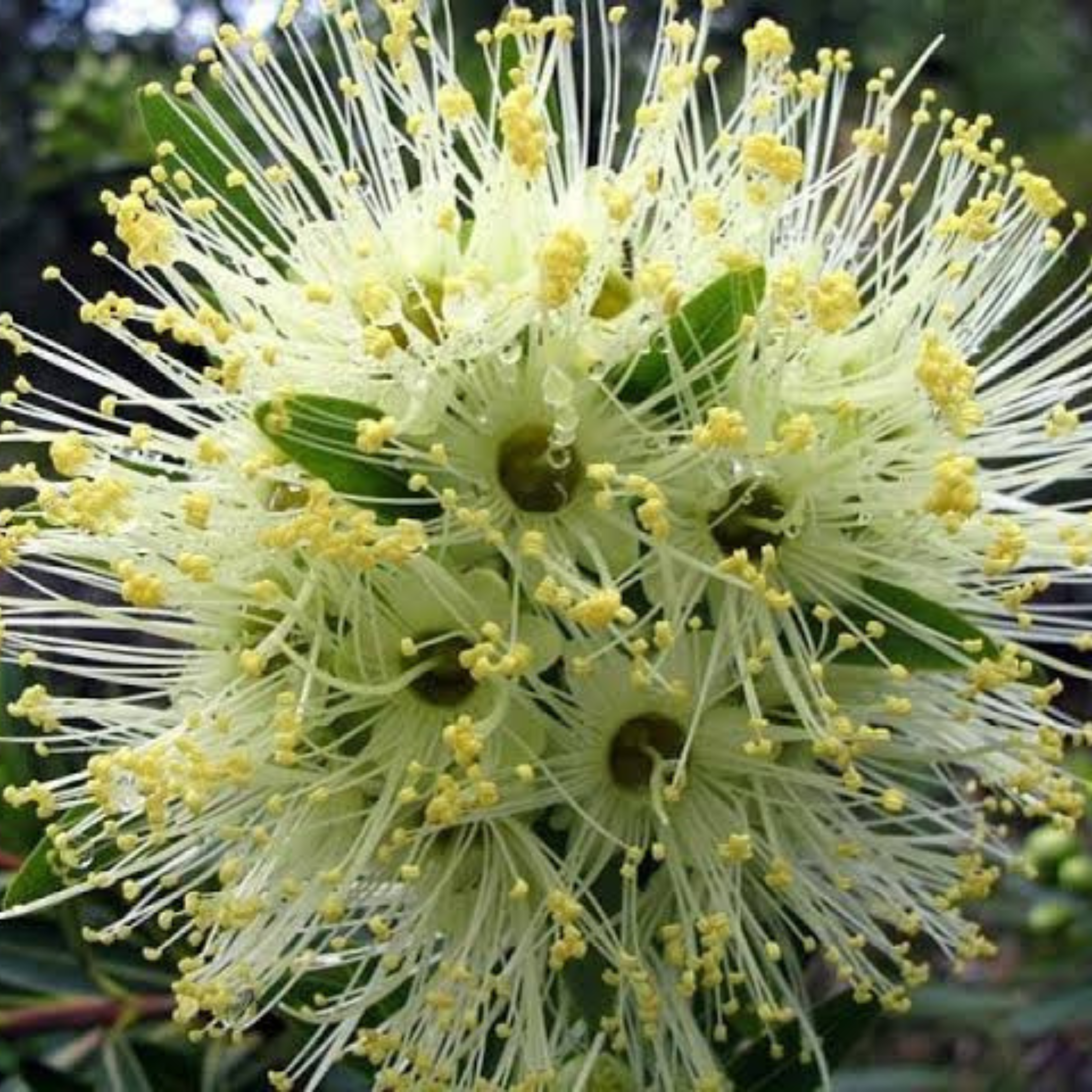 DZ Bloomfield Penda / Rosida White (Xanthostemon Verticillatus) Flowering Live Plant
