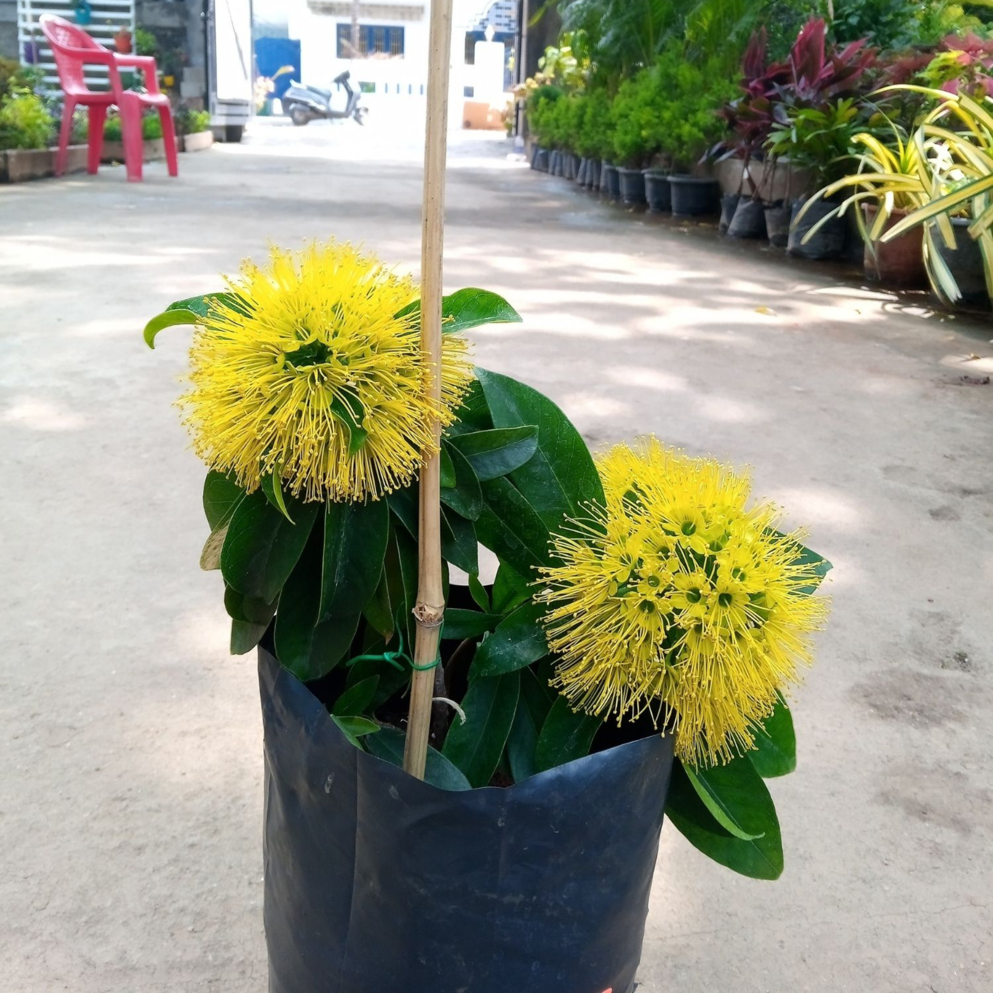 DZ Golden Penda / Rosida Yellow (Xanthostemon chrysanthus) Flowering Live Plant - view 3