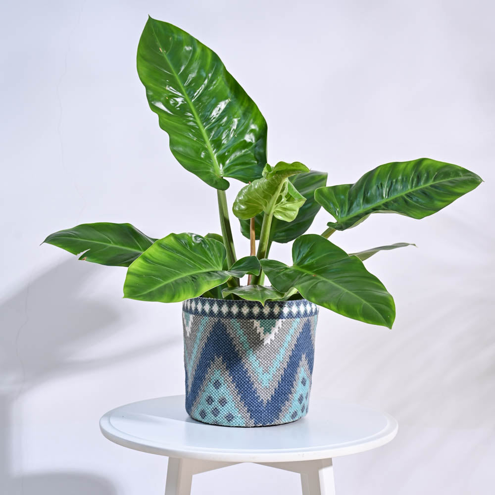 Ugaoo Skyie Cotton Planter