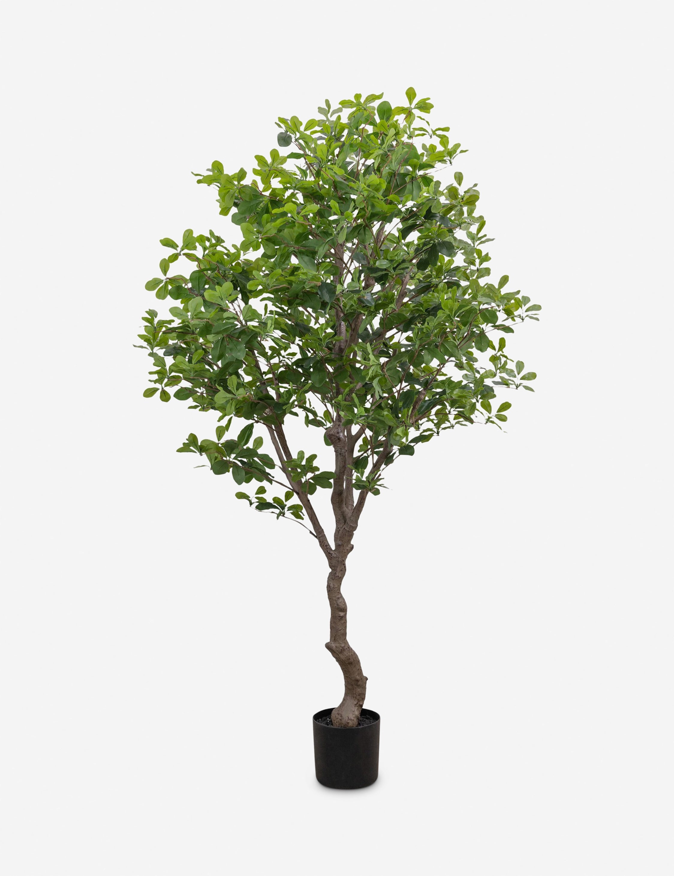 Lulu and Georgia Faux Aralia Tree