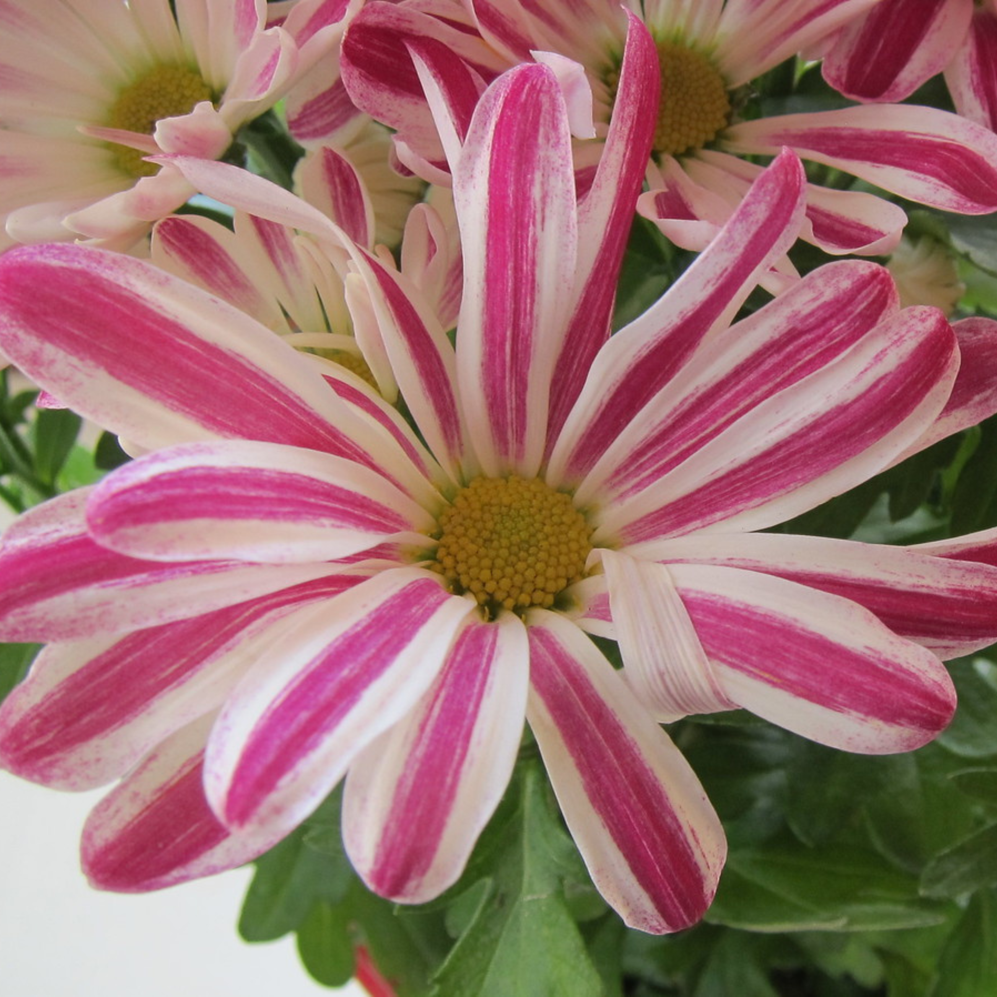 DZ Chrysanthemum indicum Grp Robinho Flowering Live Plant with Flowers