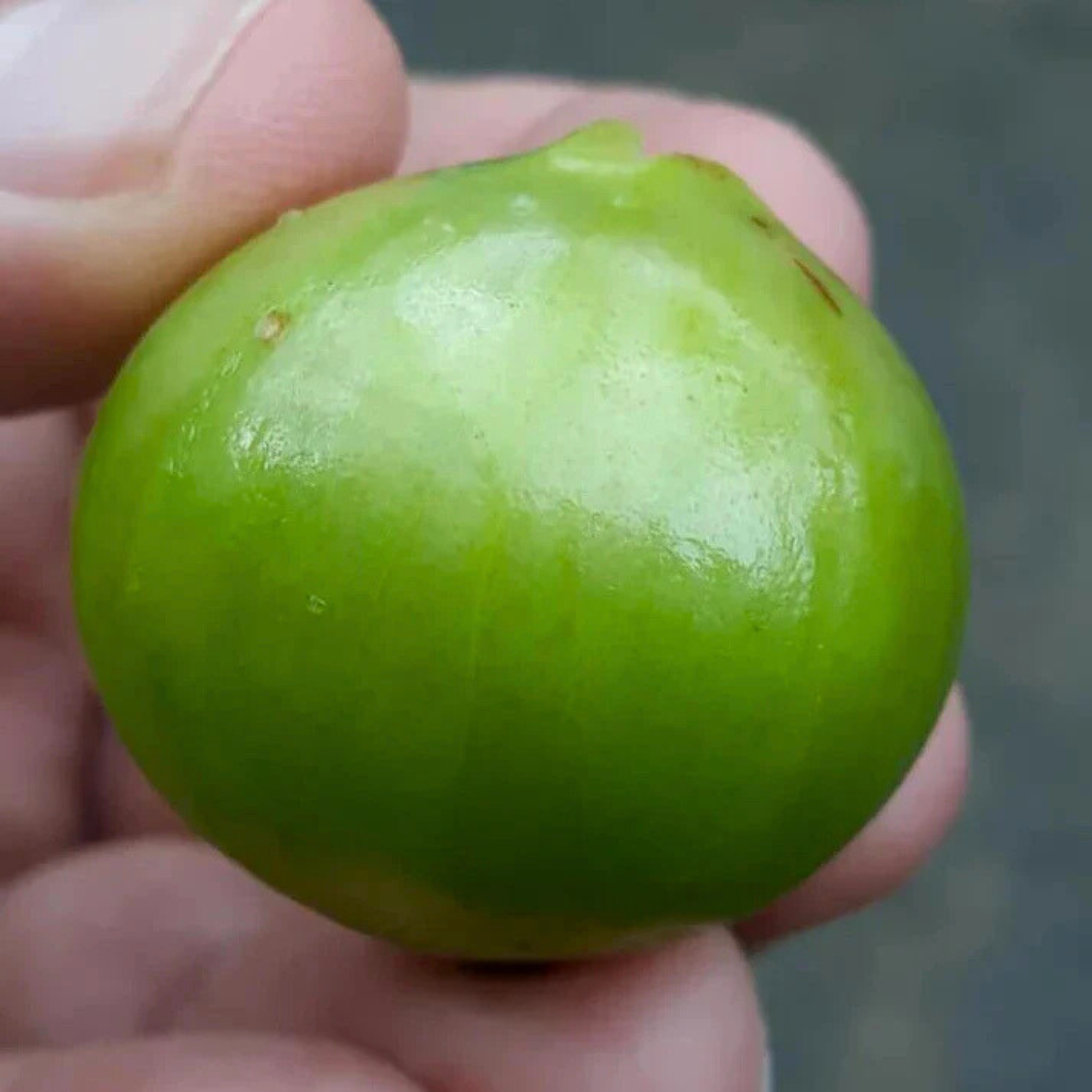 VL White Honey Jaboticaba (Aurean Full Moon) Fruit Live Plant - view 3