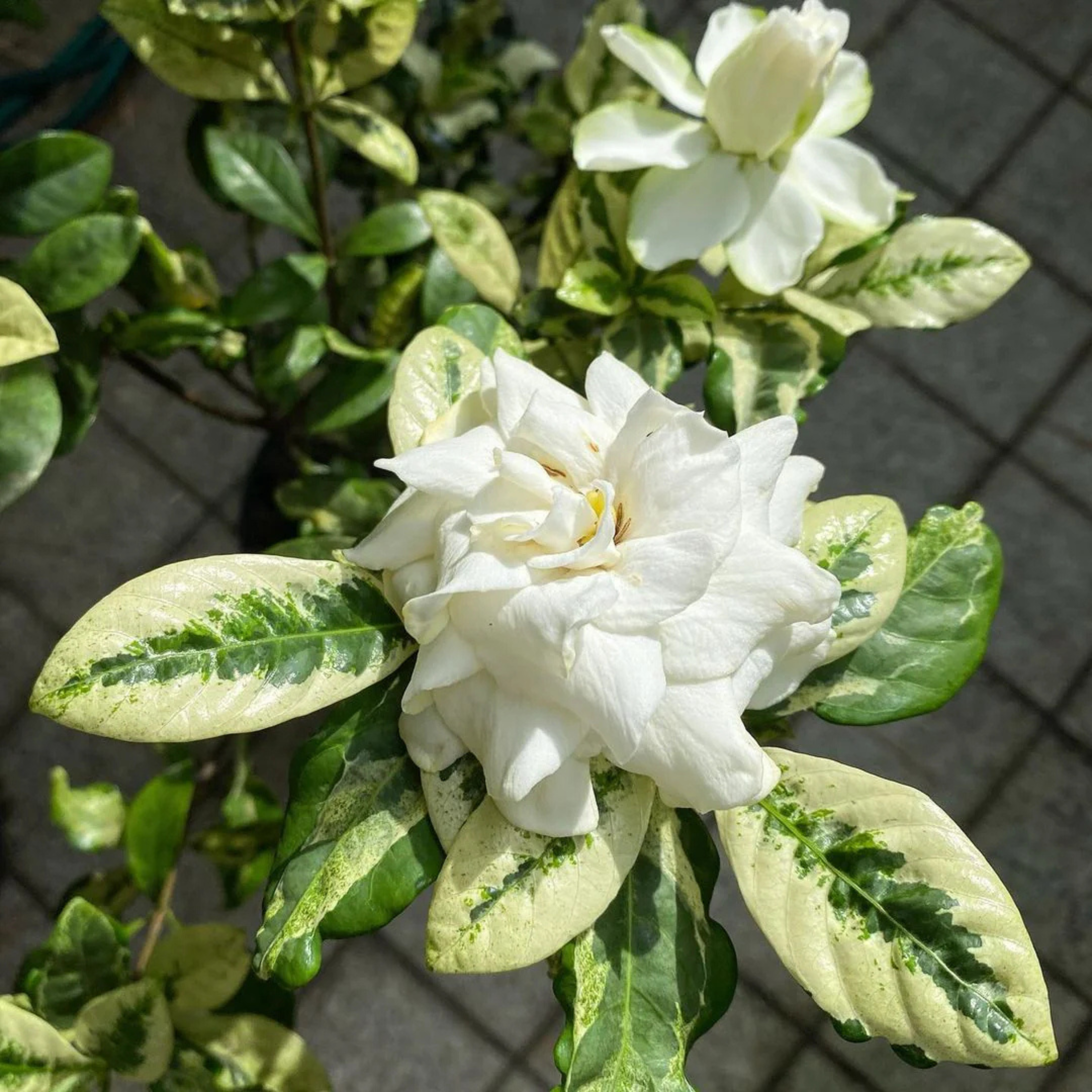 MR Gardenia Variegated All Time Flowering Live Plant