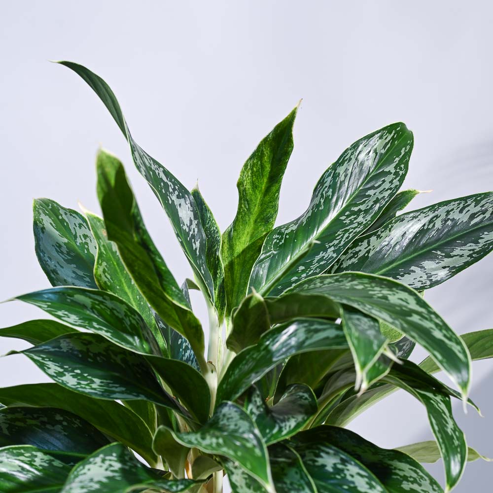Ugaoo Aglaonema Queen Plant - view 18