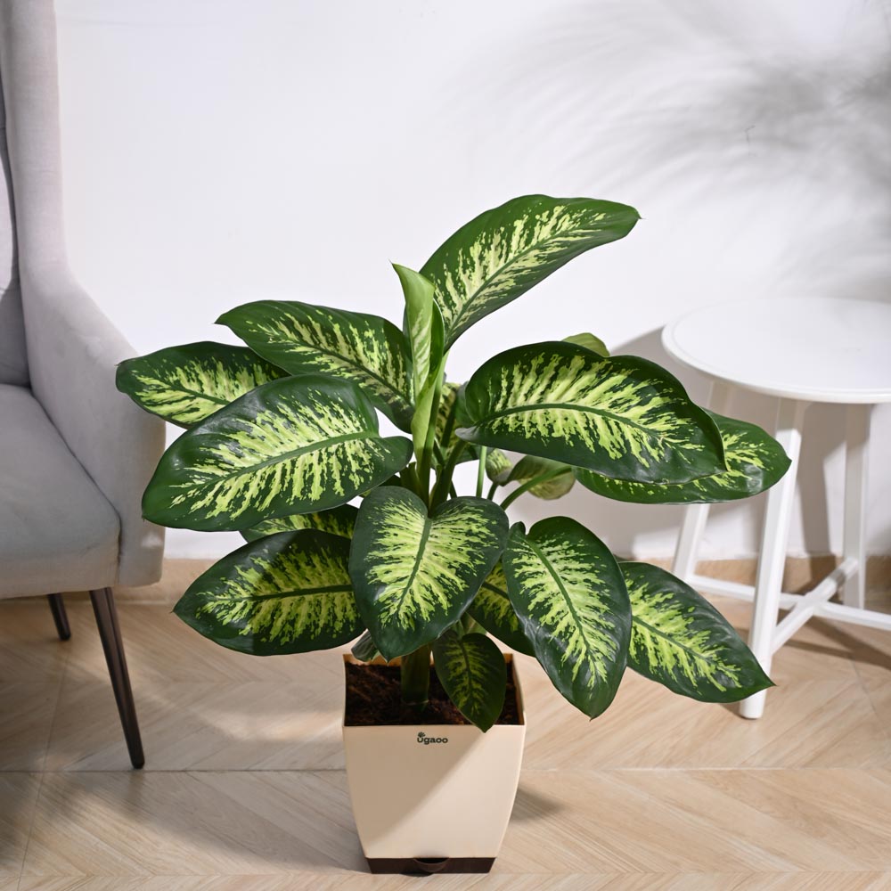Ugaoo Dieffenbachia Tropic Snow Plant - XL - view 6