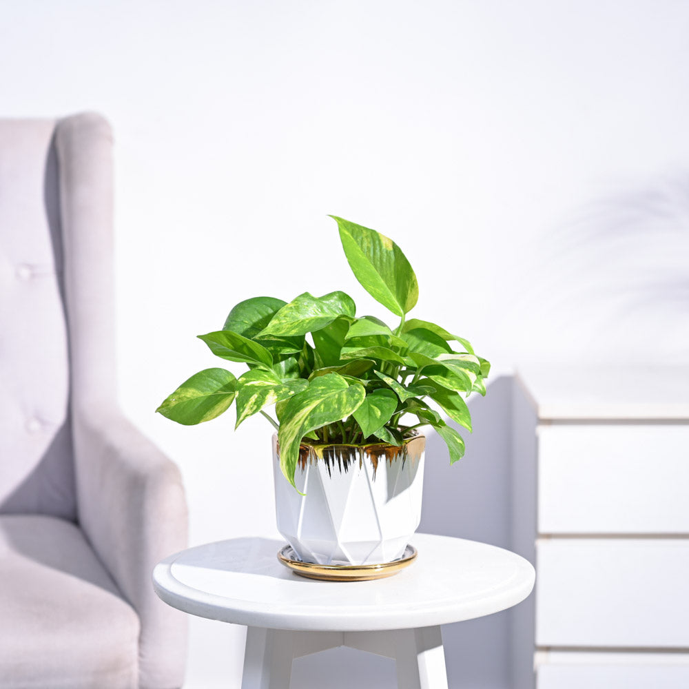 Ugaoo Money Plant Variegated