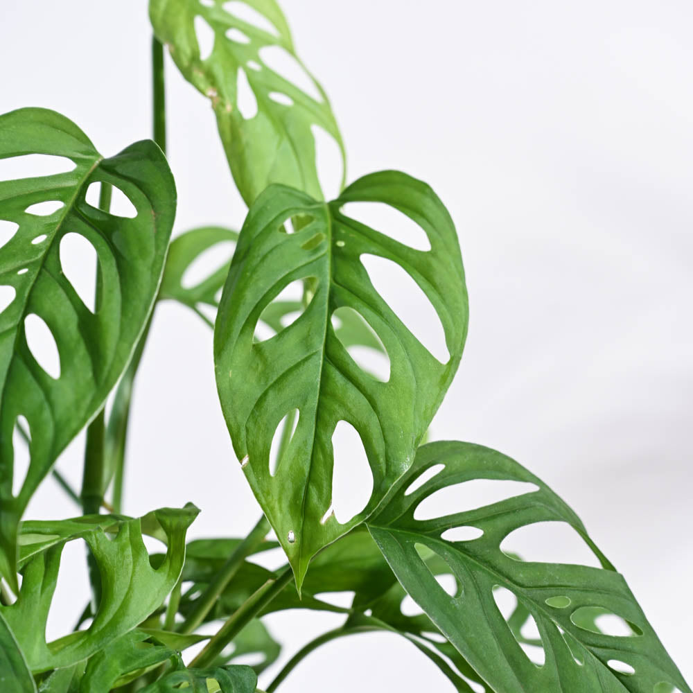 Ugaoo Broken Heart Plant - view 125