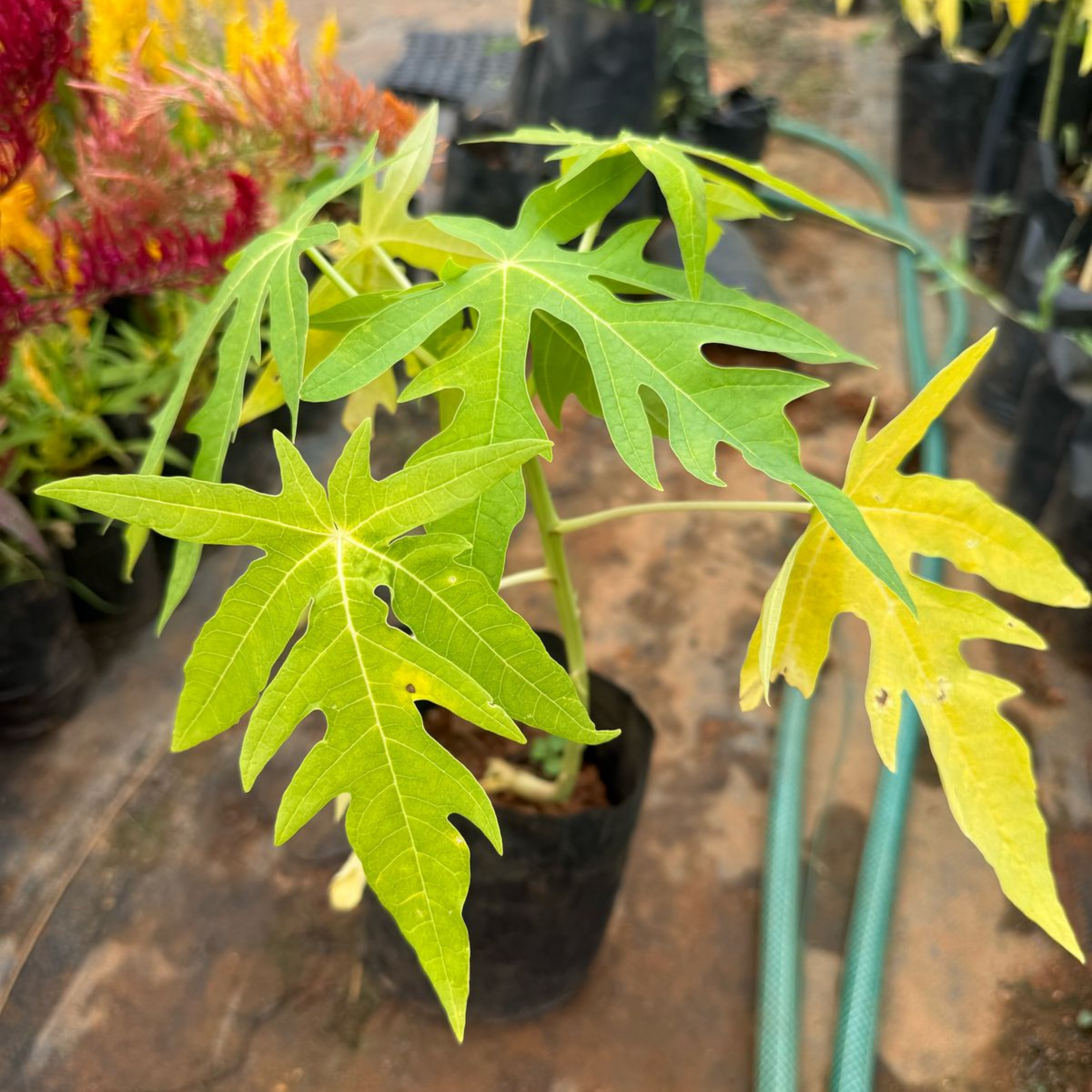 MR Vietnam Yellow Papaya Fruit Live Plant - view 2