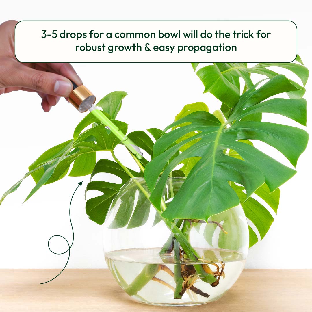 Ugaoo Lucky Bamboo Fertilizer - view 5