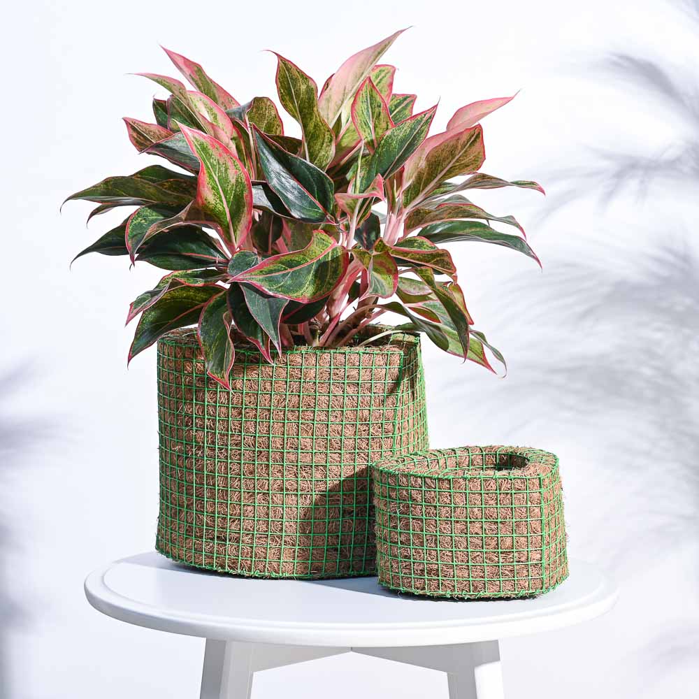 Ugaoo Heart Coir Planter - Set of 2
